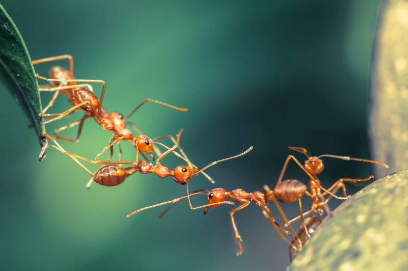Ameisen symbolisieren Teamentwicklung